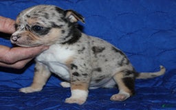 Chihuahua dogs for sale: Irvin - Image 6