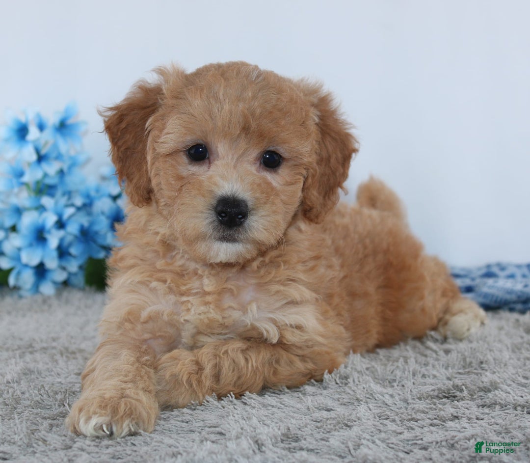 Mini Goldendoodle dogs for sale: Brady - Image 1
