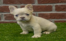 French Bulldog dogs for sale: Abby - Image 1