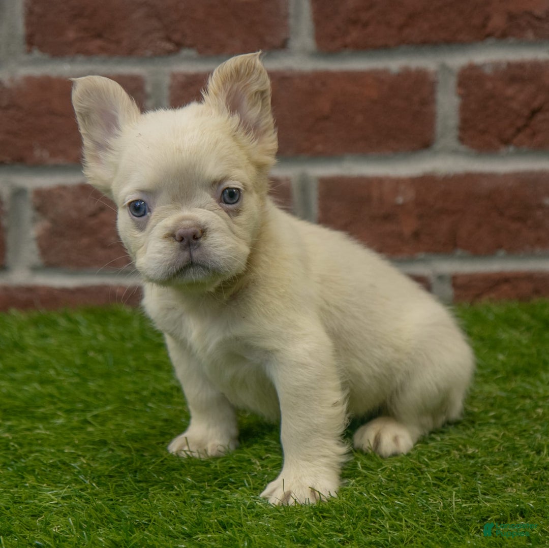 French Bulldog dogs for sale: Abby - Image 1