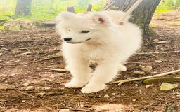 Samoyed dogs for sale: Siofra - Image 4