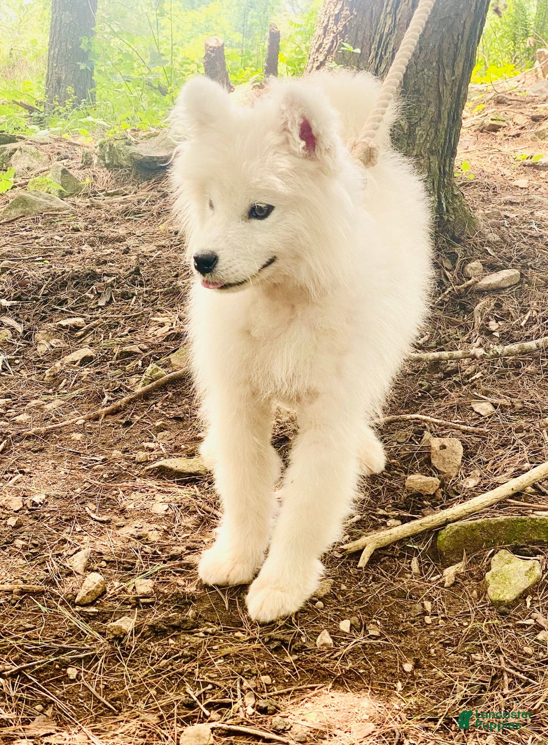 Samoyed dogs for sale: Siofra - Image 4