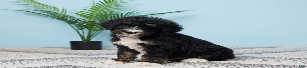 Cooper