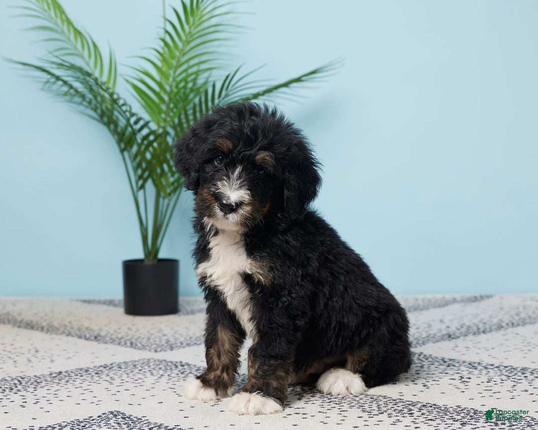 Bernedoodle dogs for sale: cooper - Image 2