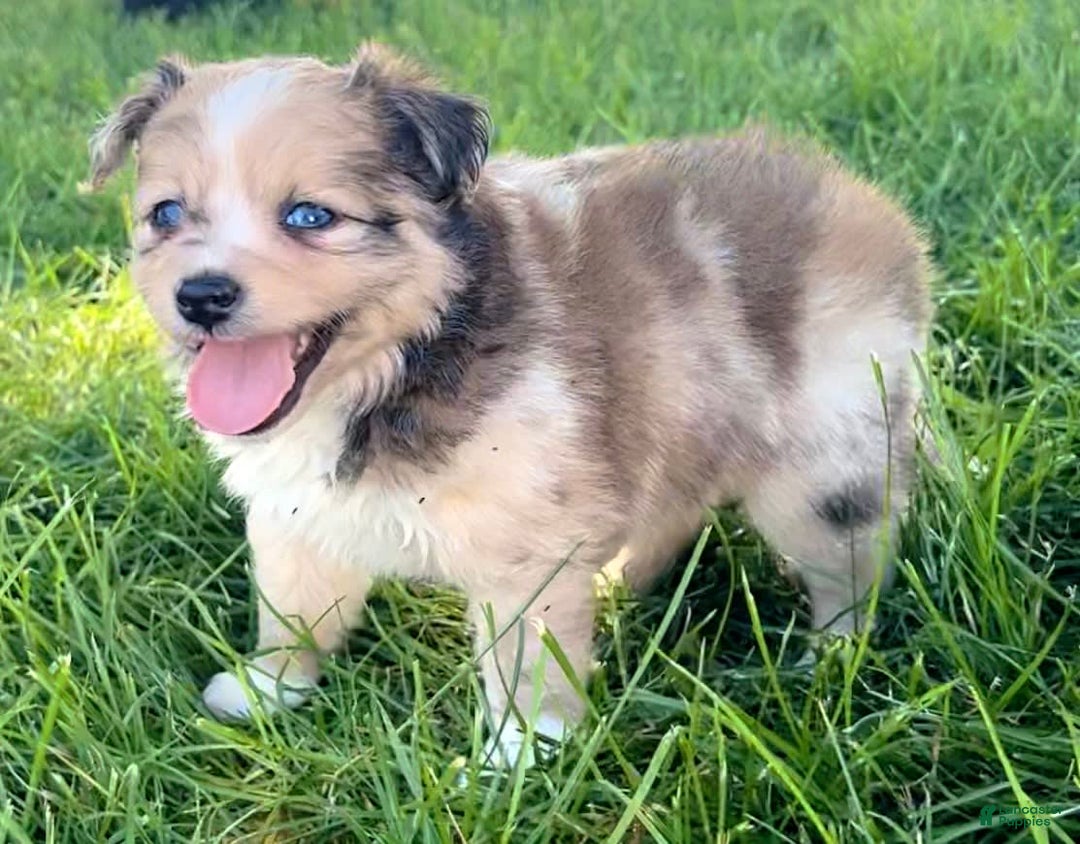 Mini Aussiedoodle dogs for sale: Jasmine - Image 7