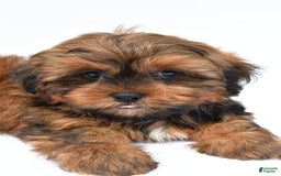 Shorkie dogs for sale: Nickle - Image 2