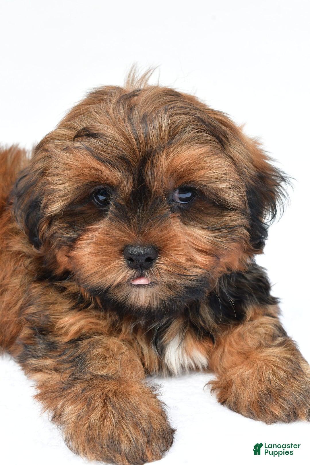 Shorkie dogs for sale: Nickle - Image 2