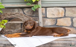Doberman Pinscher dogs for sale: Riata - Image 4