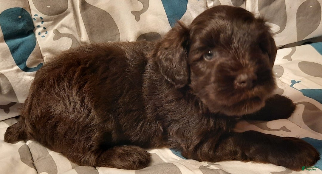 Miniature Schnauzer dogs for sale: Boy2 - Image 5