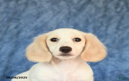 Miniature Dachshund dogs for sale: Seth - Image 2