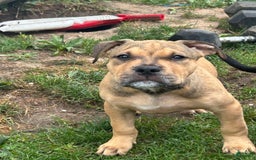 American Bully dogs for sale: Enzo - Image 16