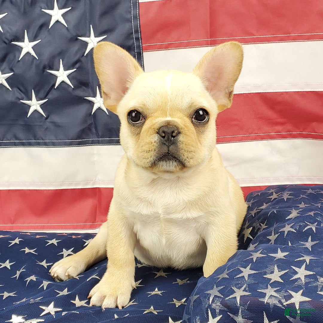 French Bulldog dogs for sale: Triumph - Image 3