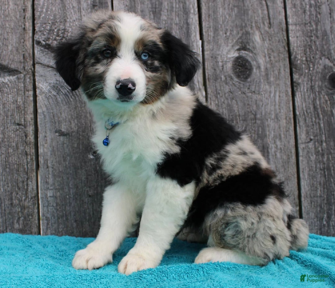 Miniature Australian Shepherd dogs for sale: Marshall - Image 11
