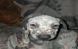 Dogo Argentino dogs for sale: Titan - Image 1