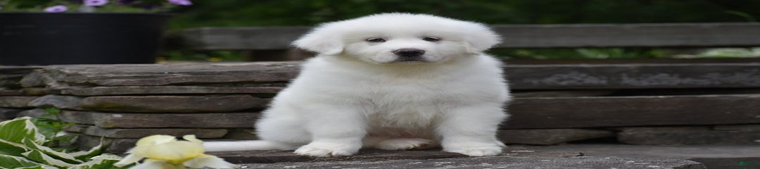 Silas