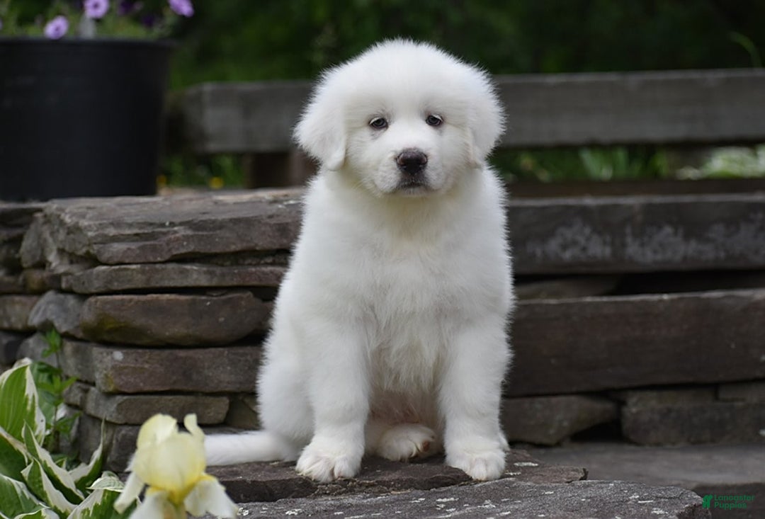 Great Pyrenees dogs for sale: Silas - Image 5