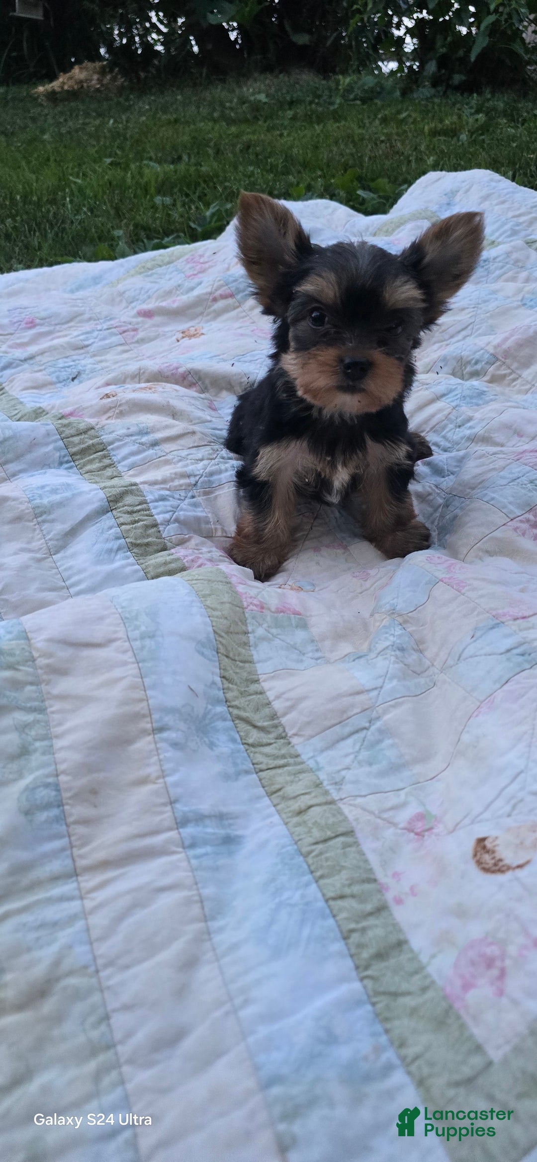 Yorkshire Terrier dogs for sale: Cc - Image 18