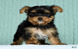 Yorkshire Terrier dogs for sale: Angel - Image 3