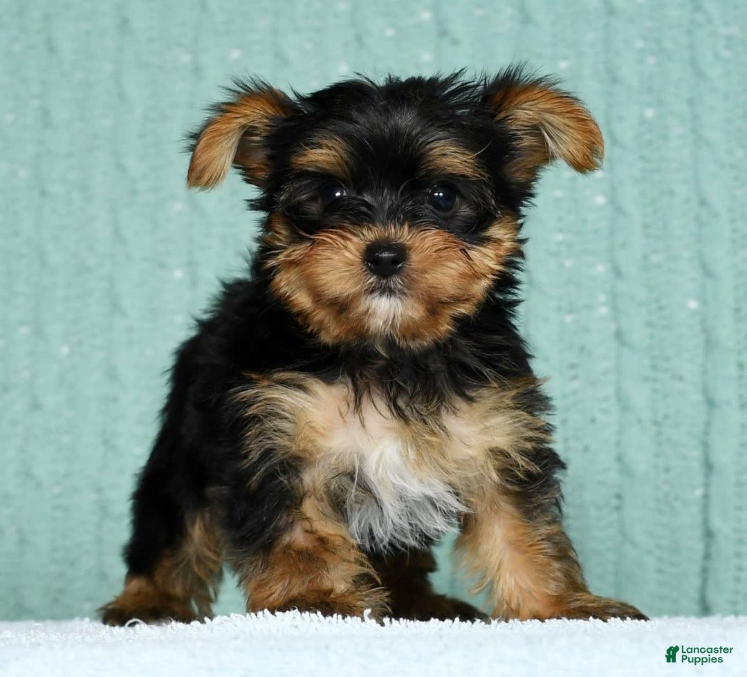 Yorkshire Terrier dogs for sale: Angel - Image 3