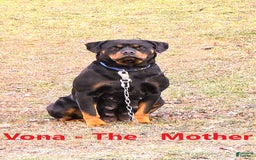 Rottweiler dogs for sale: Rex - Image 14