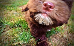 Havapoo dogs for sale: Karma - Image 3