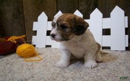 Cavachon dogs for sale: Boots - Image 2