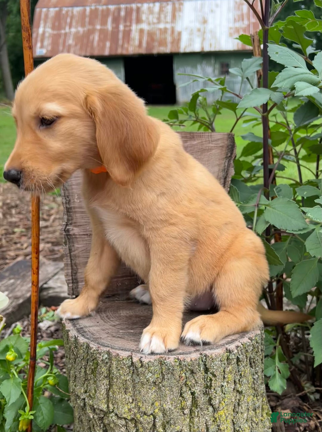 Golden Retriever dogs for sale: Golden Retriever 7 puppies - Image 6