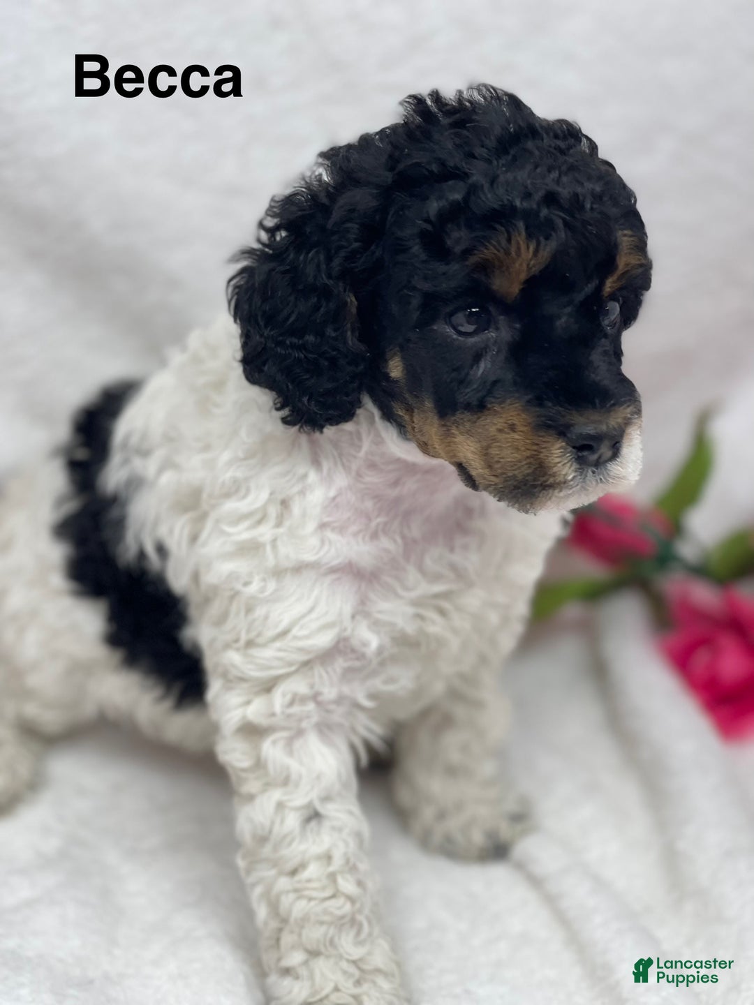 Standard Poodle dogs for sale: Becca - Image 1