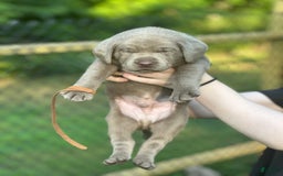 Labrador Retriever dogs for sale: Otter - Image 3