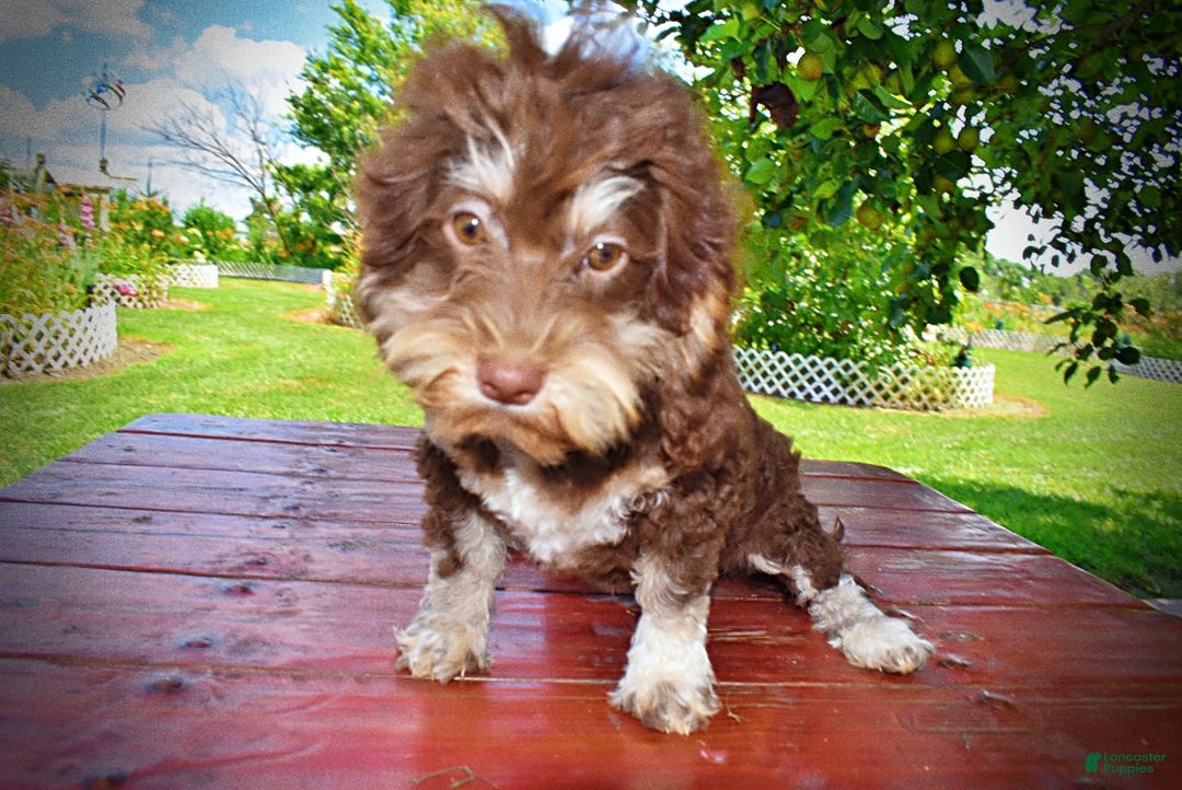 Havapoo dogs for sale: Roxy - Image 5