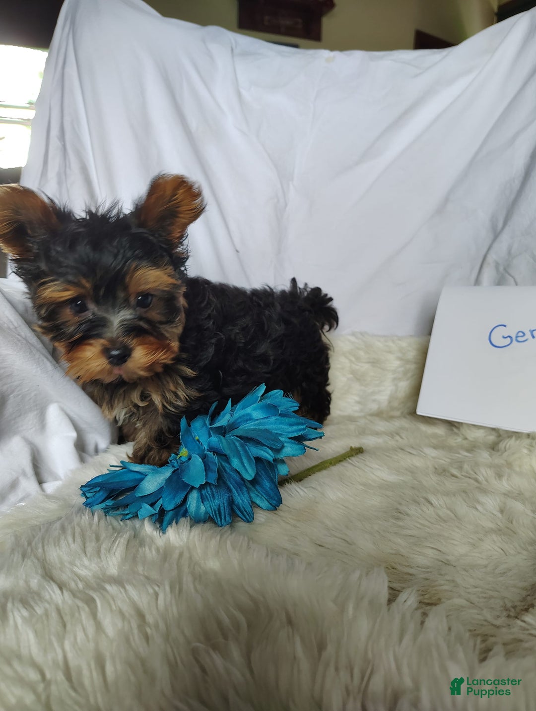 Yorkshire Terrier dogs for sale: Gerri - Image 8
