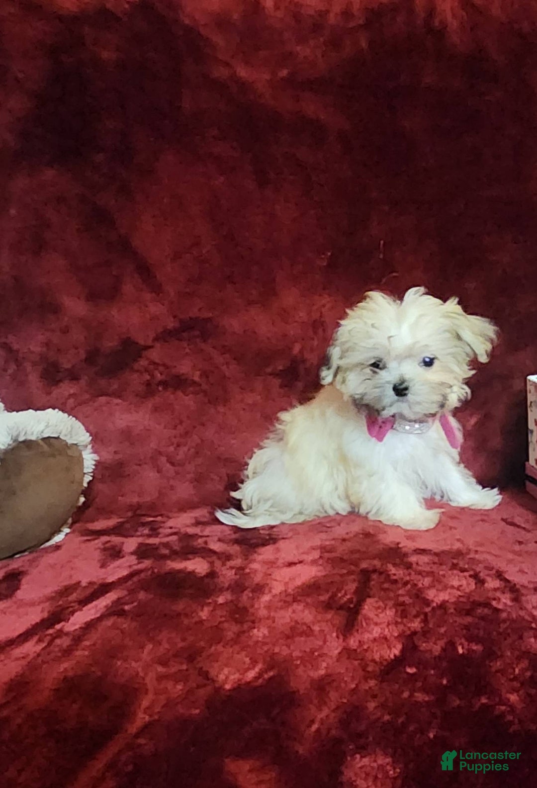 Malshi dogs for sale: Gigi - Image 8