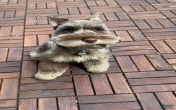 Miniature Schnauzer dogs for sale: Izzy - Image 8