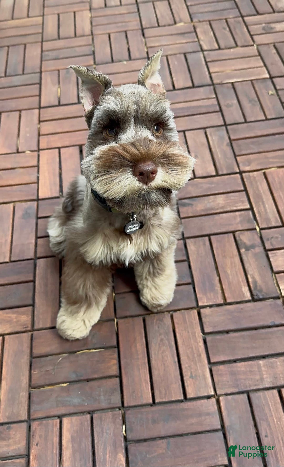 Miniature Schnauzer dogs for sale: Izzy - Image 8