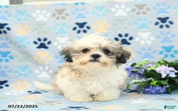 Shih Tzu dogs for sale: Benji - Image 2