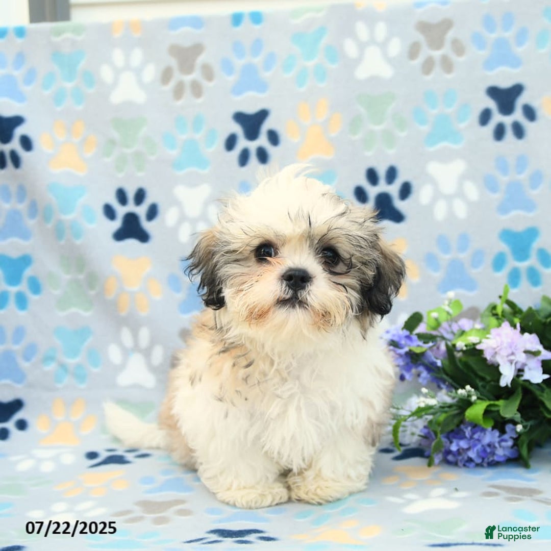 Shih Tzu dogs for sale: Benji - Image 2
