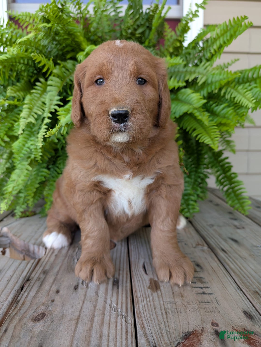 Goldendoodle dogs for sale: Ben - Image 7