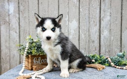 Siberian Husky dogs for sale: Maggie - Image 2