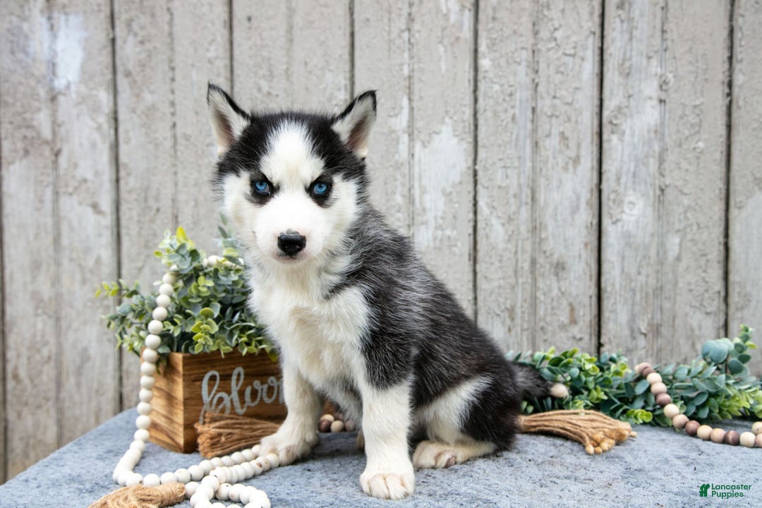 Siberian Husky dogs for sale: Maggie - Image 2