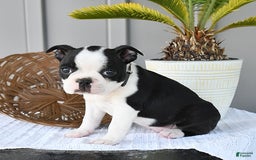 Boston Terrier dogs for sale: Checkers - Image 4