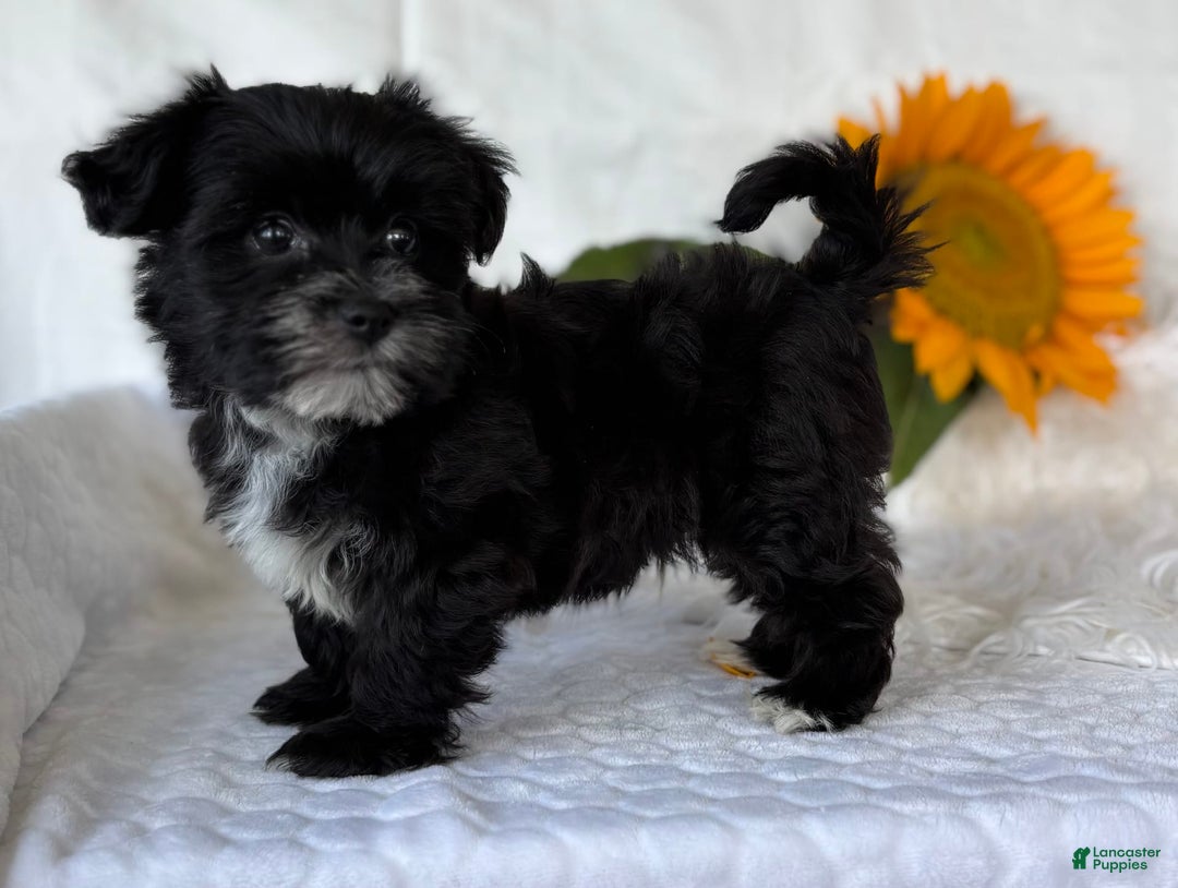 Morkie dogs for sale: LAKOTA - Image 5