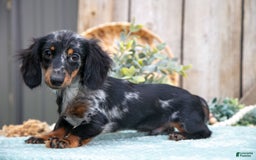 Miniature Dachshund dogs for sale: Stormy - Image 3