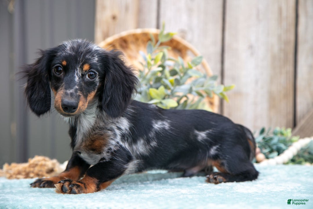 Miniature Dachshund dogs for sale: Stormy - Image 3