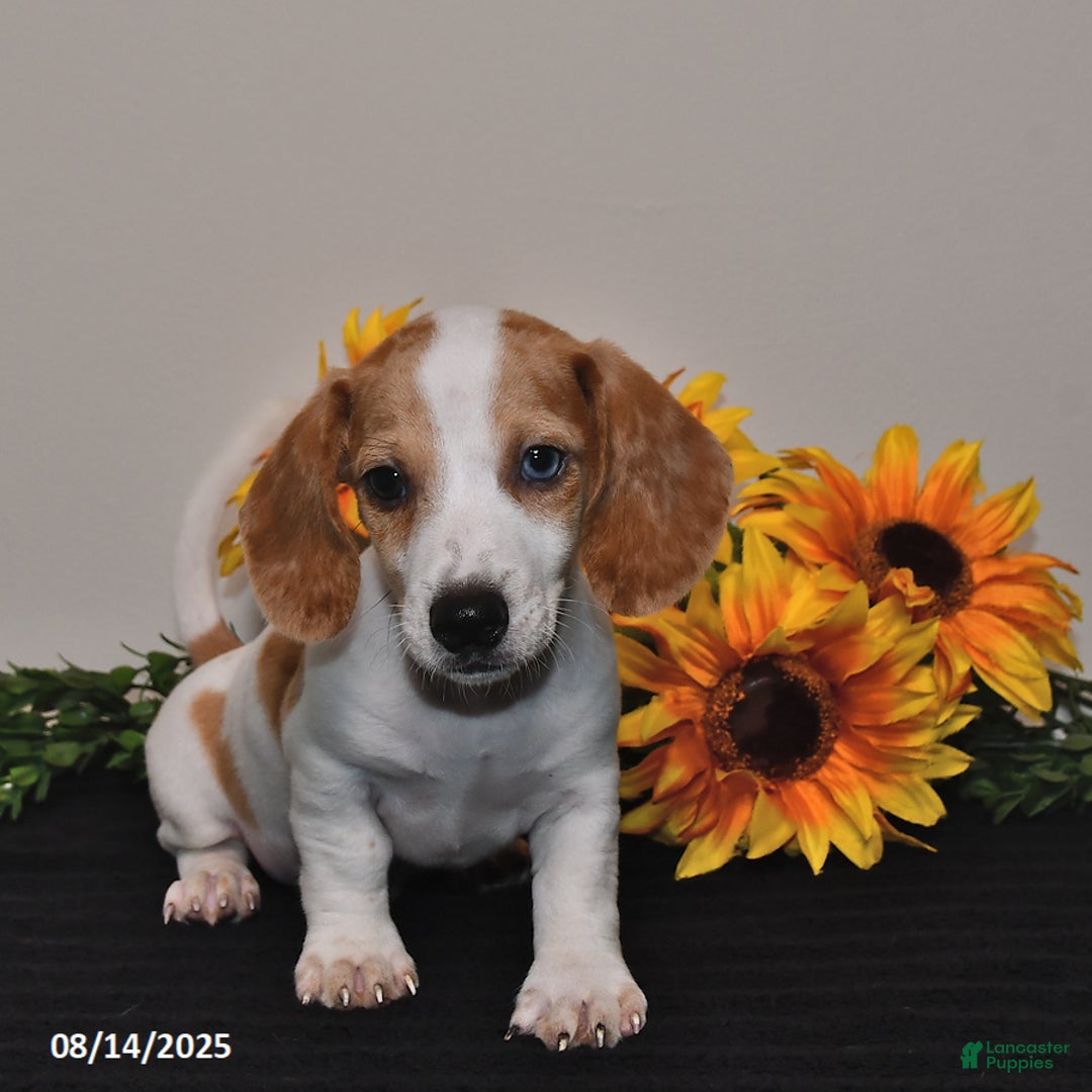 Miniature Dachshund dogs for sale: Oscar - Image 3