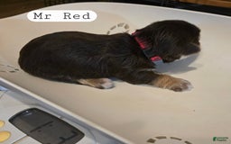 Yorkshire Terrier dogs for sale: Mr Red - Image 2