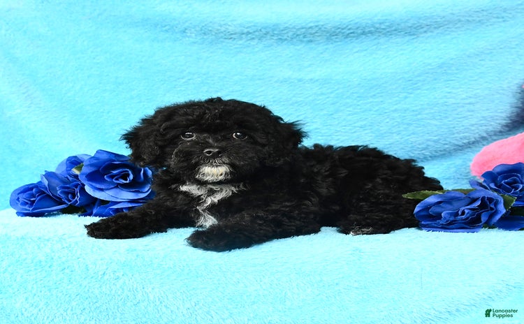Shihpoo dogs for sale - Ad 3