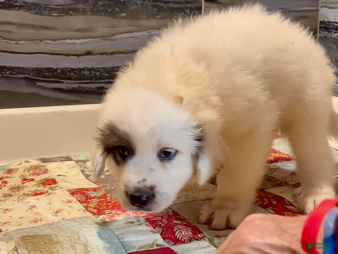 Great Pyrenees dogs for sale: Orange - Image 10