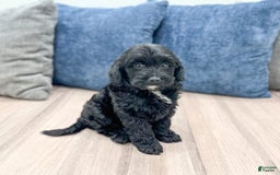  dogs for sale: Mini Goldendoodle 5 puppies - Image 15