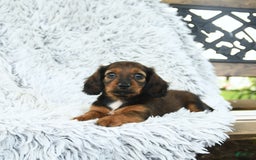 Miniature Dachshund dogs for sale: Brie - Image 5