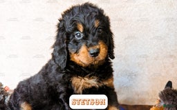 Bernedoodle dogs for sale: Stetson - Image 10